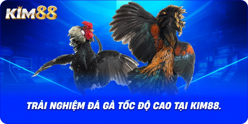 Trải nghiệm đá gà tốc độ cao tại KIM88.